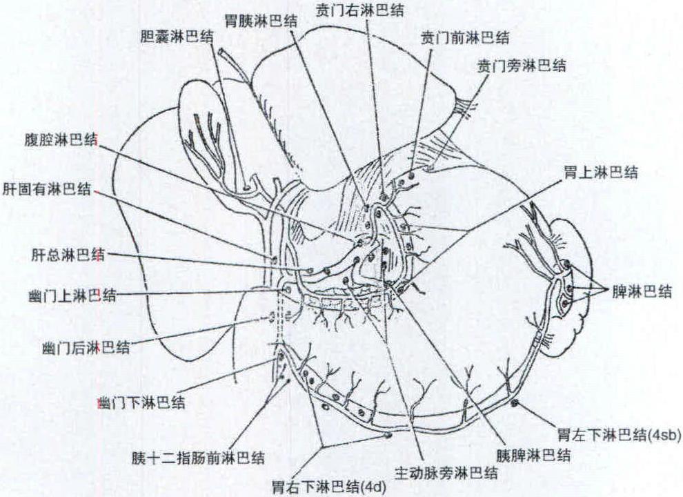 图  胃及有关淋巴结的分布 正面观